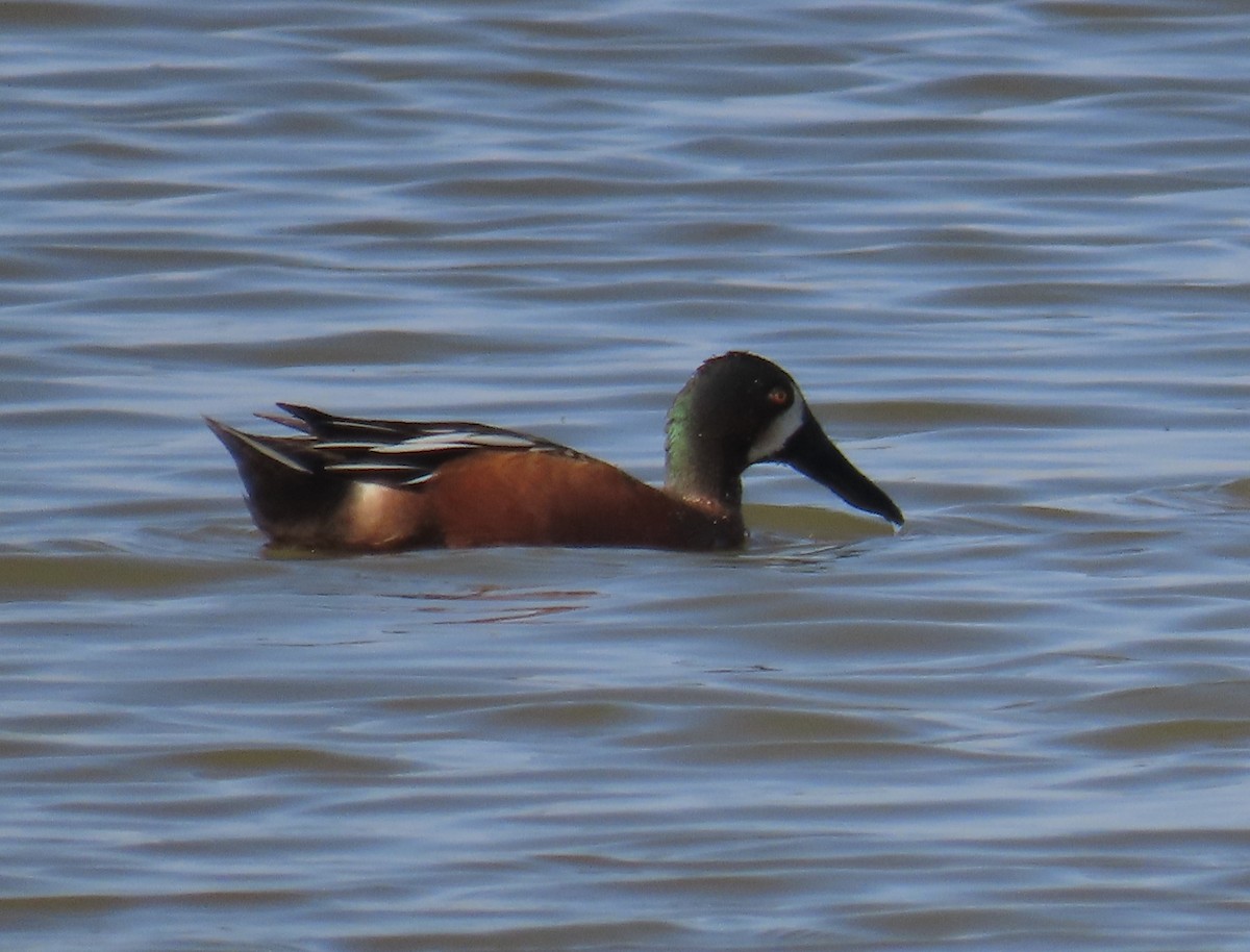 Cinnamon Teal x Northern Shoveler (hybrid) - ML327450901