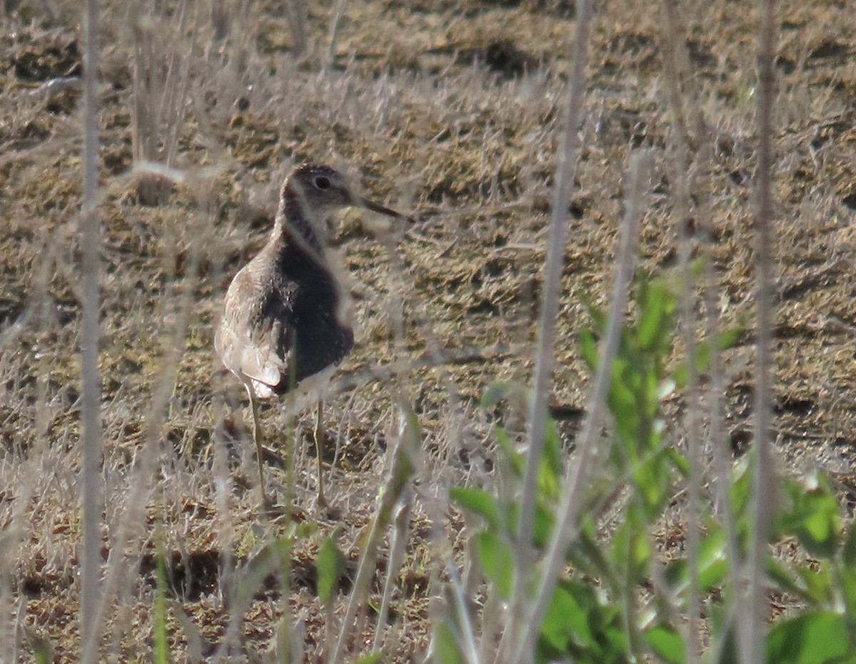 Solitary Sandpiper - ML327451031