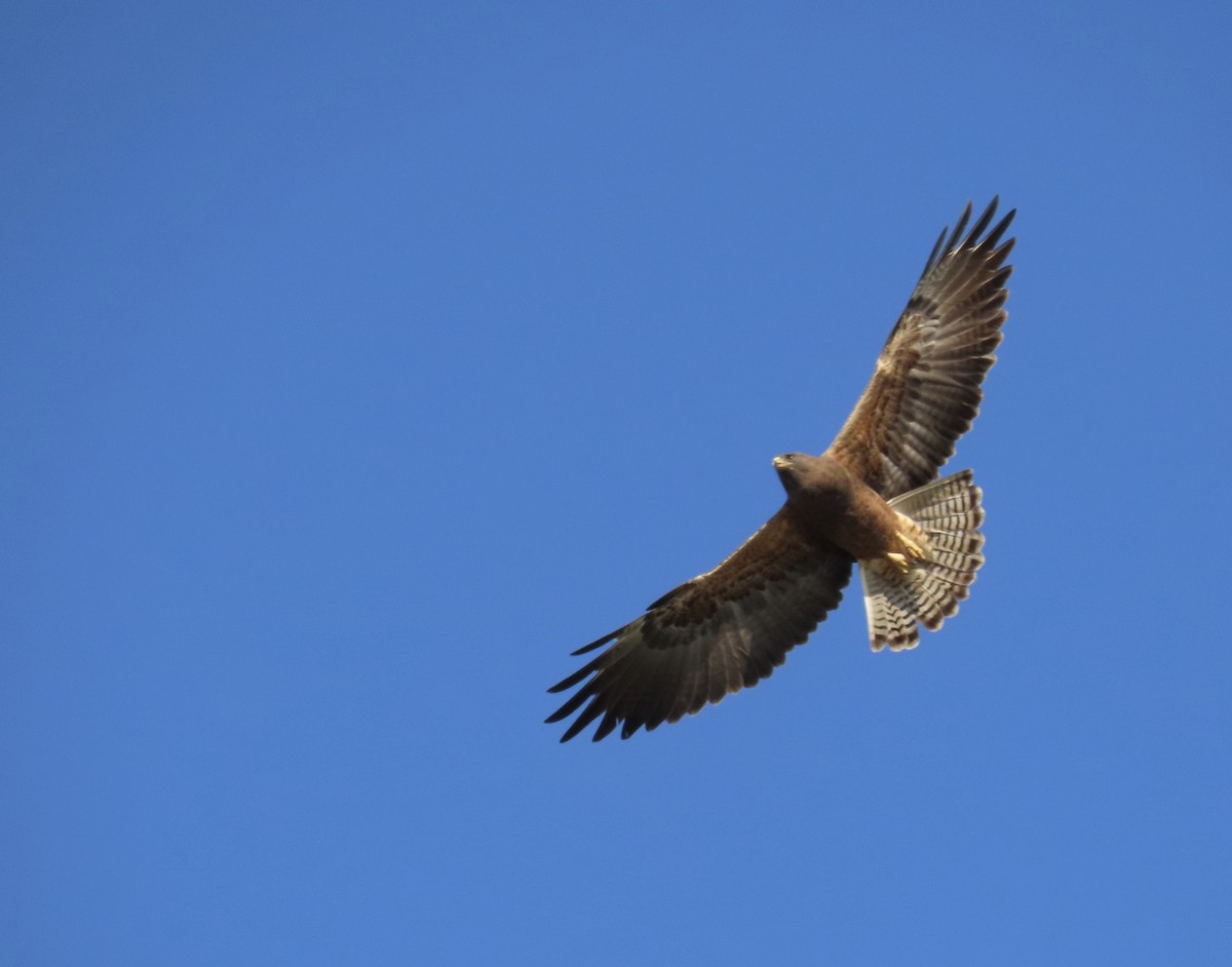 Swainson's Hawk - ML327451131