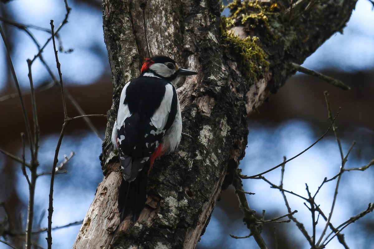 Great Spotted Woodpecker - ML327452101