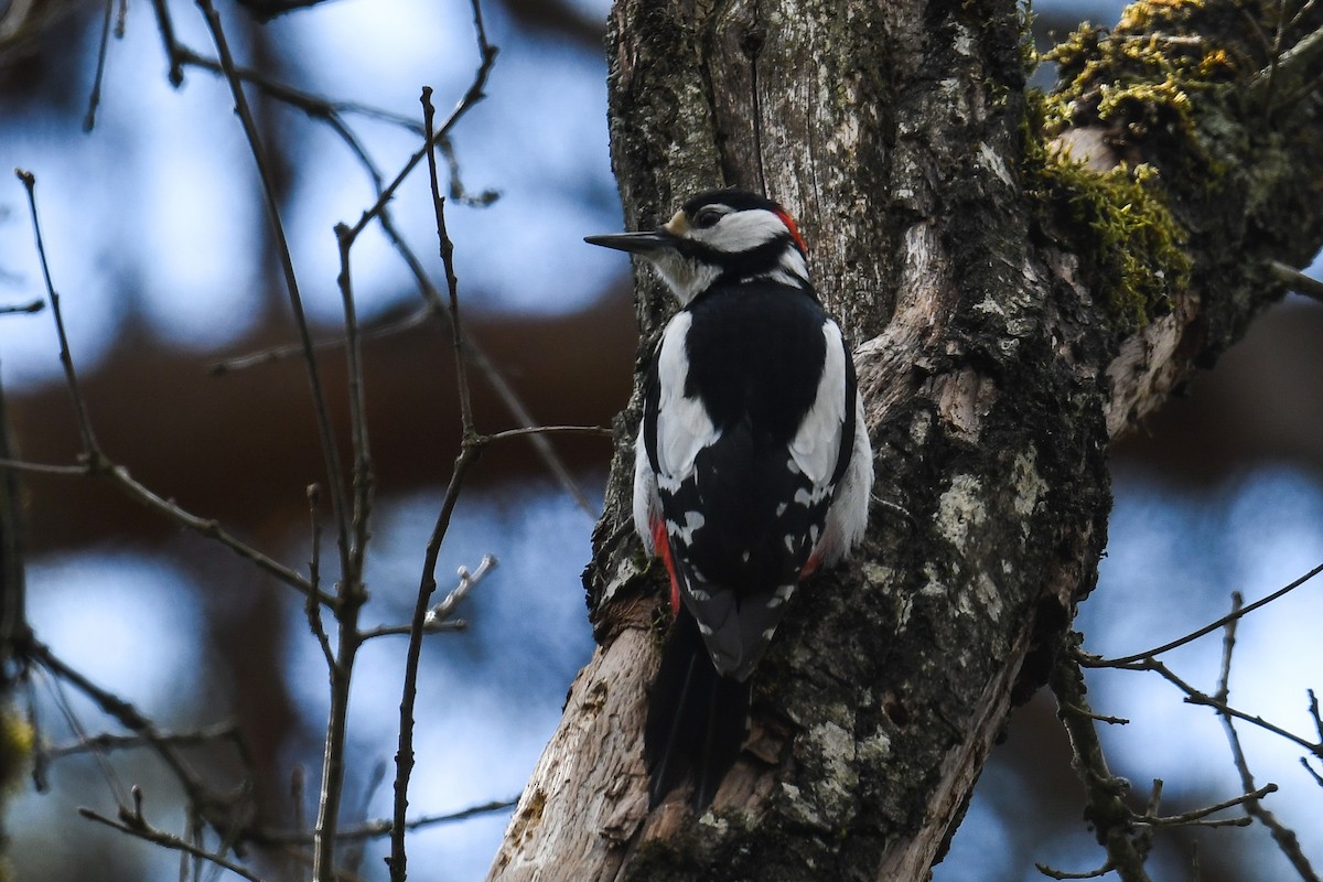 Great Spotted Woodpecker - ML327452111