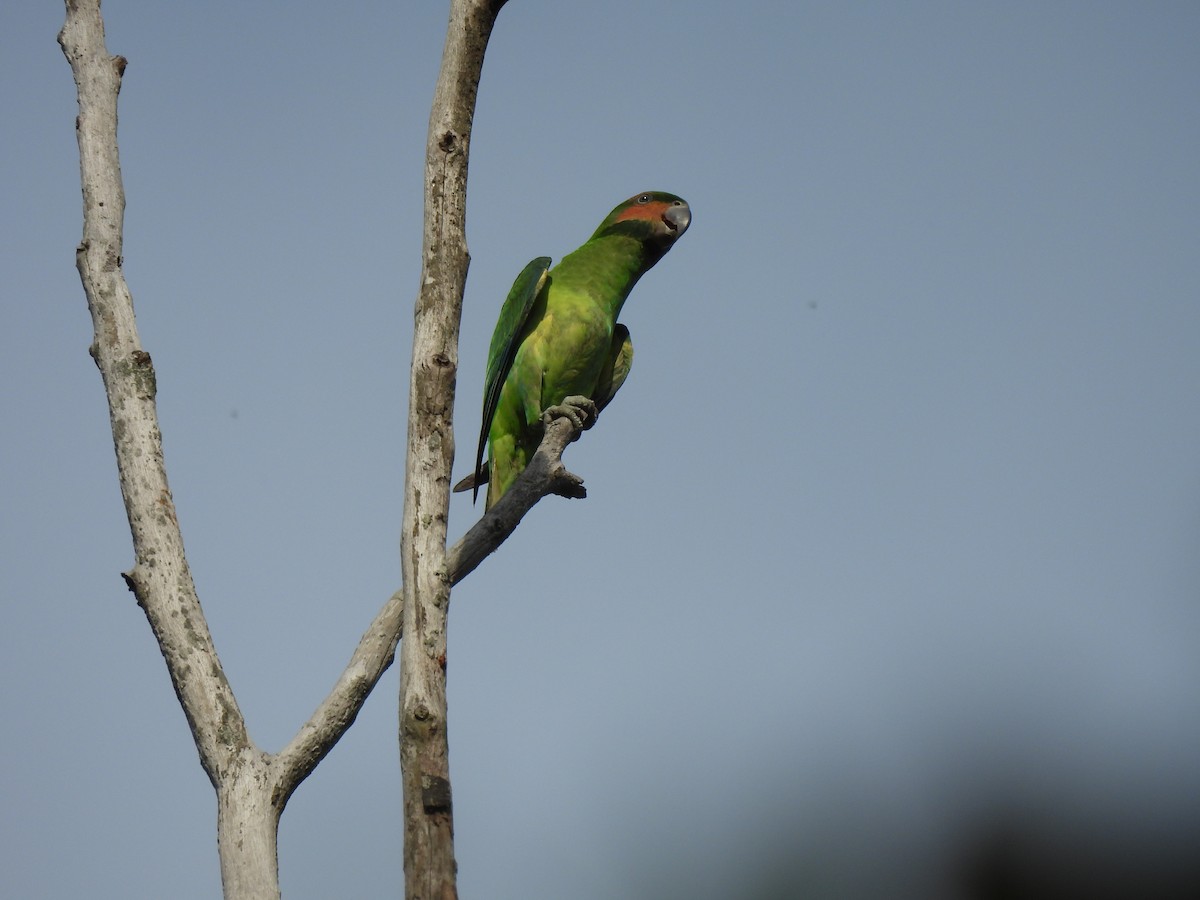 Long-tailed Parakeet - Tuck Hong Tang