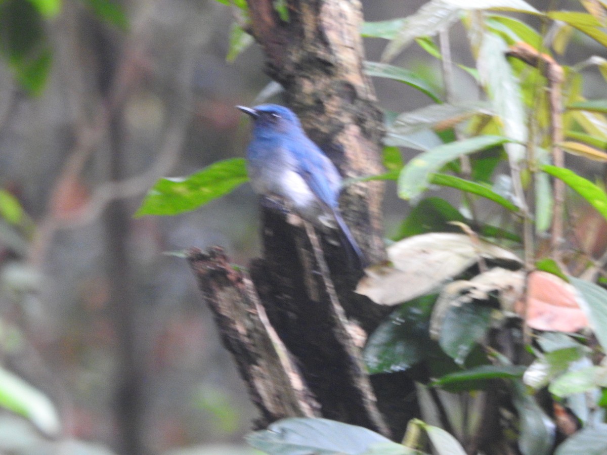 White-bellied Blue Flycatcher - ML327454681