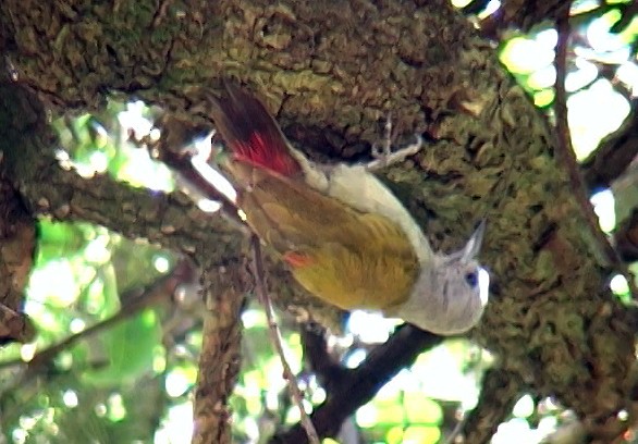 Mountain Gray Woodpecker - ML327454711