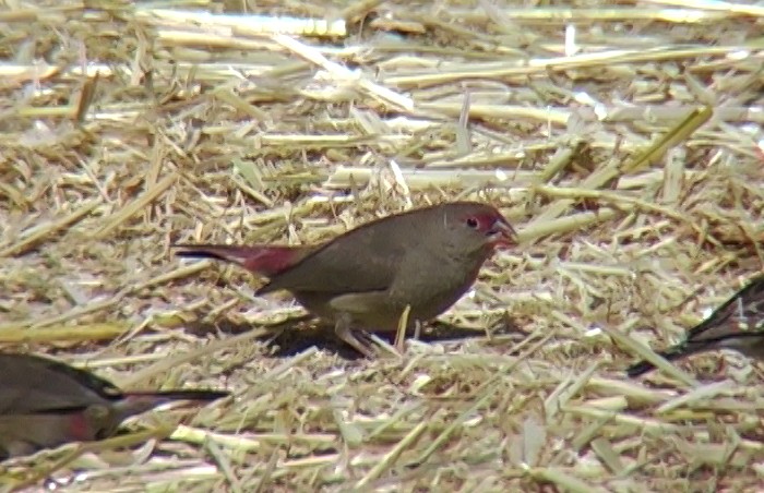 Red-billed Firefinch - ML327455001