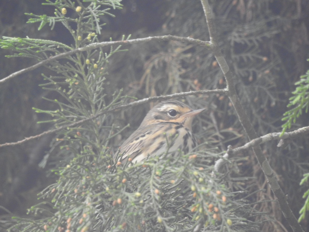 Olive-backed Pipit - ML327455211