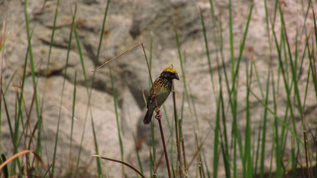 Streaked Weaver - ML327456321