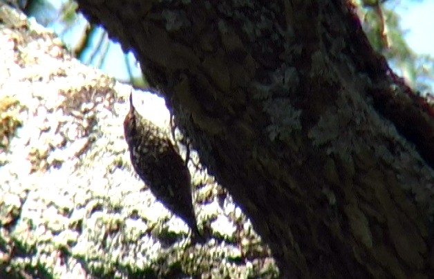 African Spotted Creeper - ML327458141