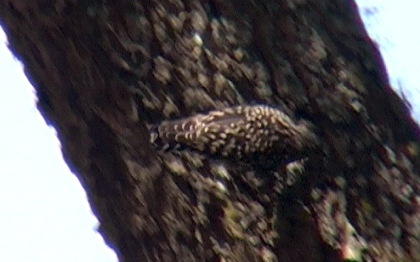 African Spotted Creeper - ML327458151