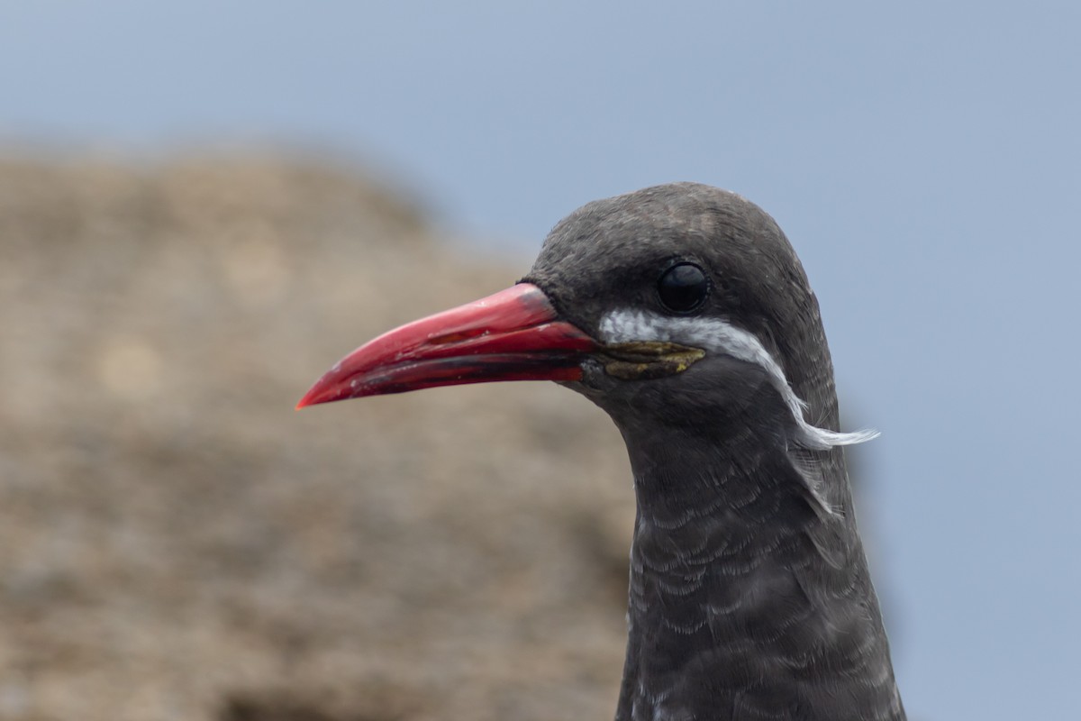 Inca Tern - Max  Chalfin-Jacobs