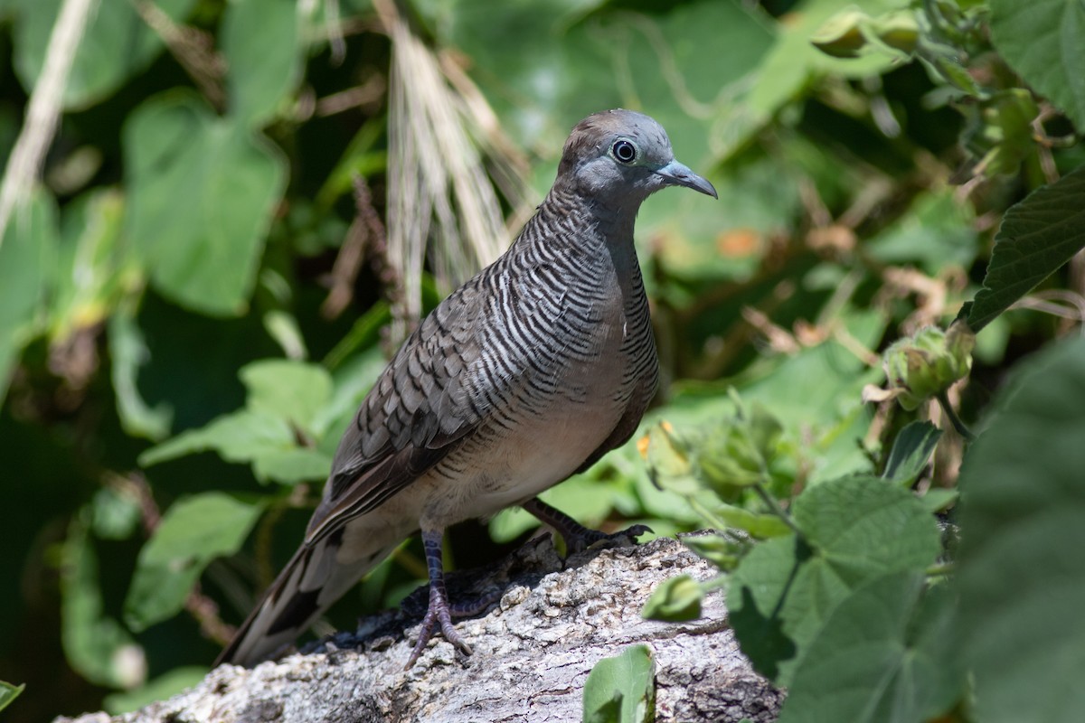 Zebra Dove - ML327458551