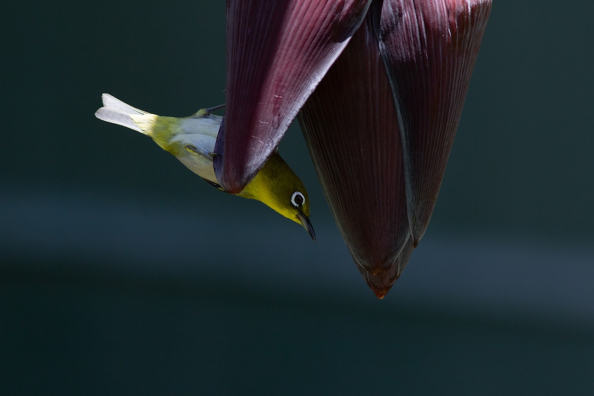 Warbling White-eye - ML327458561