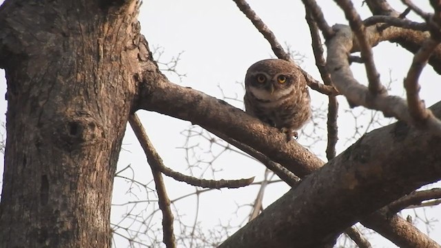 Spotted Owlet - ML327459201