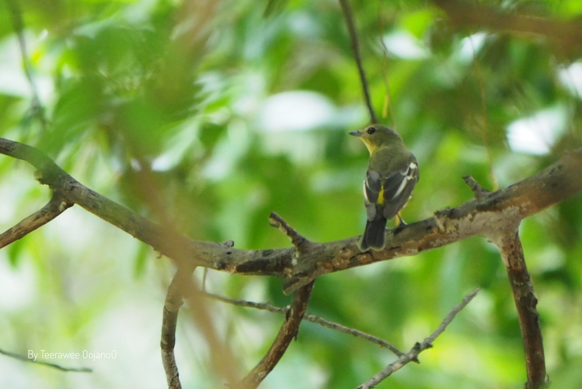 Yellow-rumped Flycatcher - ML327459811