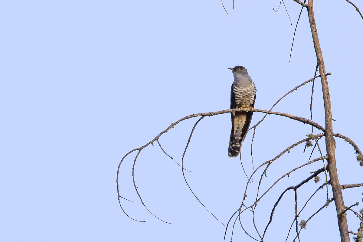 Himalayan Cuckoo - ML327461351