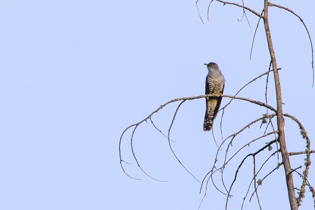 Himalayan Cuckoo - ML327461381