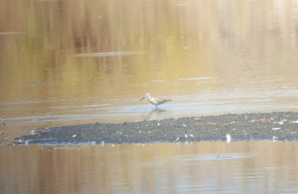 Stilt Sandpiper - ML32746171