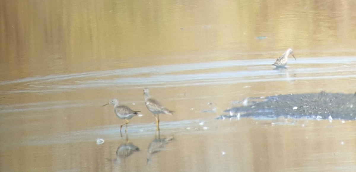 Lesser Yellowlegs - ML32746181