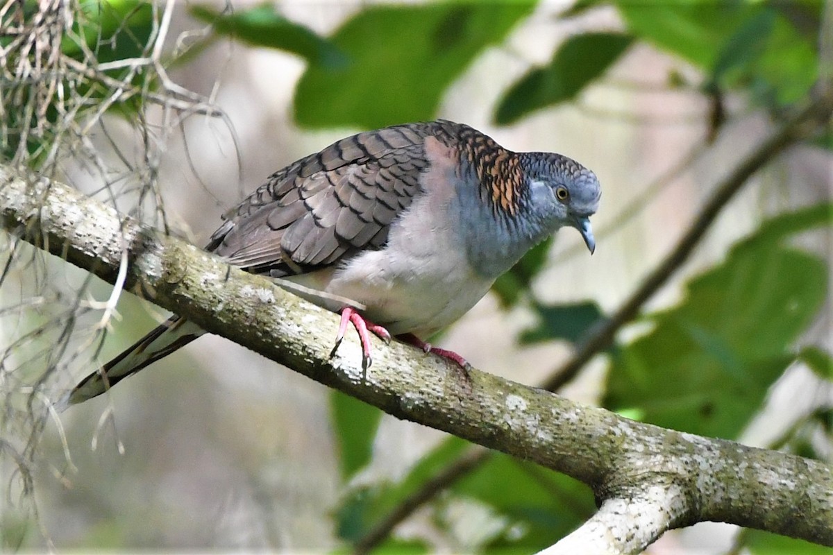 Bar-shouldered Dove - Trevor Ross