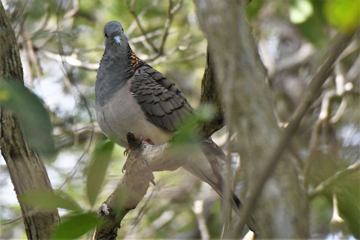 Bar-shouldered Dove - ML327462651