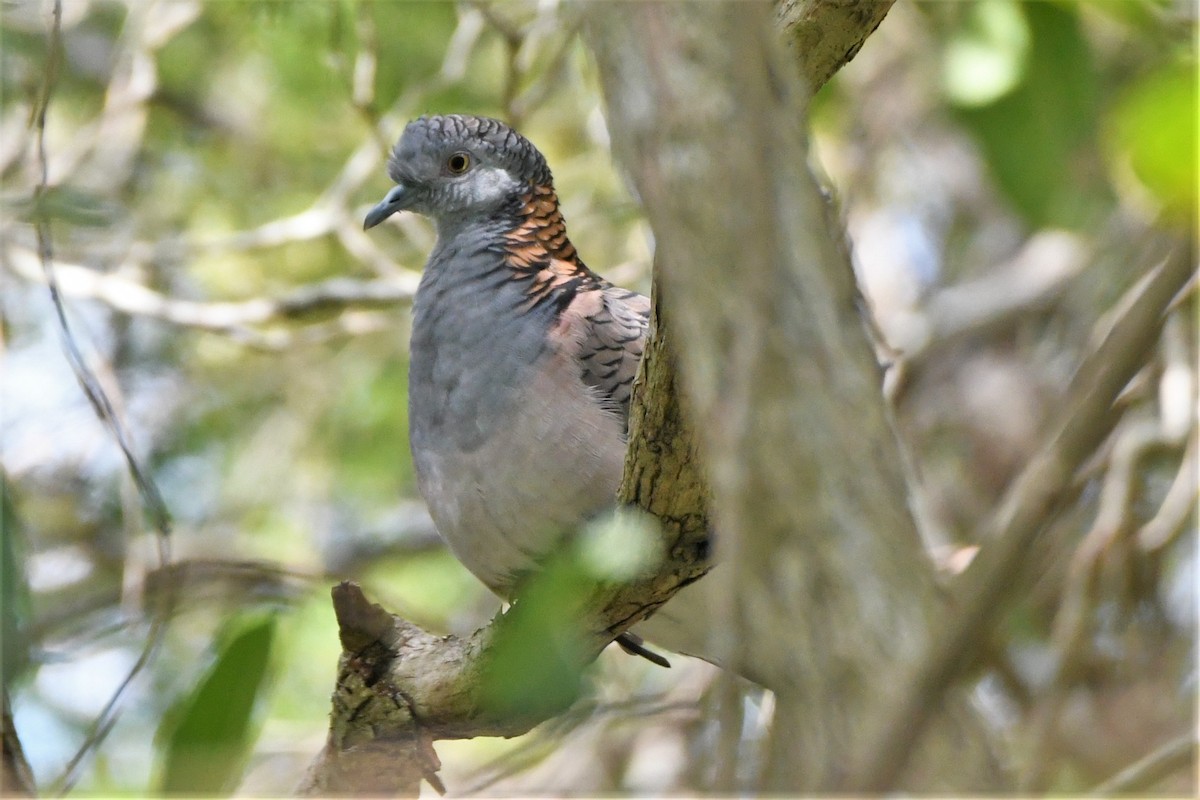 Bar-shouldered Dove - ML327462661