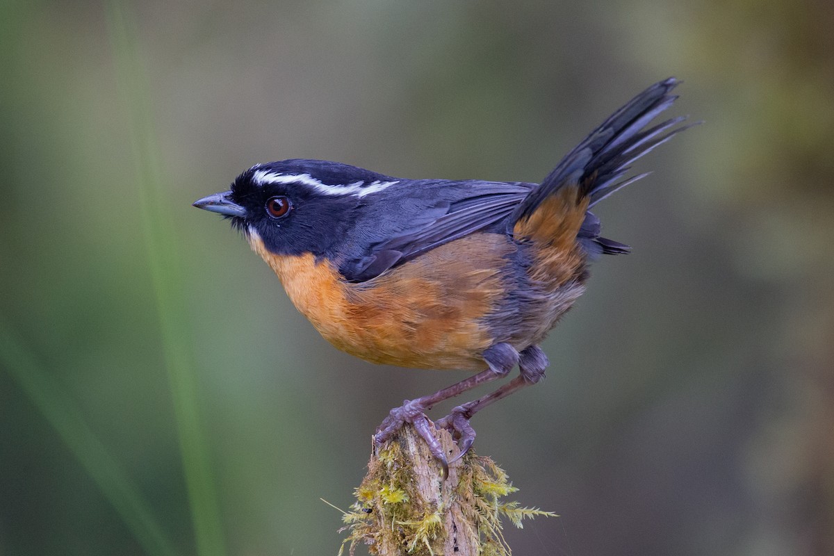 Slaty-backed Hemispingus - Vivian Vivas