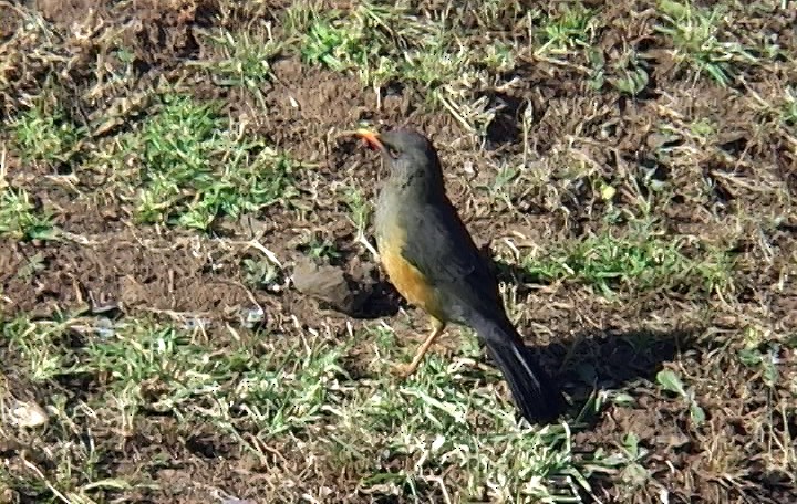 Abyssinian Thrush (Abyssinian) - ML327465641