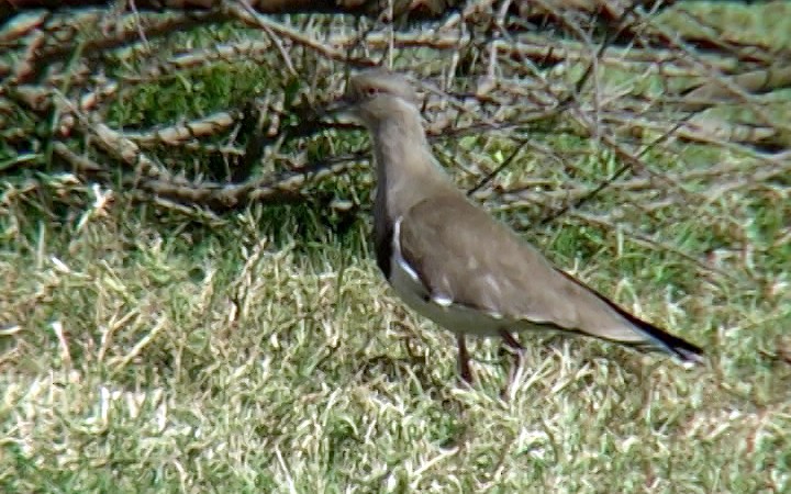 Vanneau à ailes noires - ML327465941