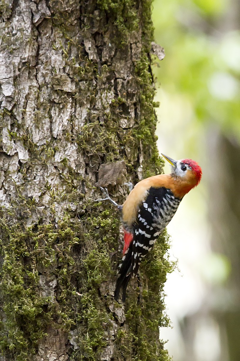 Rufous-bellied Woodpecker - ML327466721