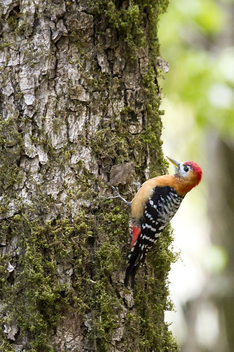 Rufous-bellied Woodpecker - ML327466911