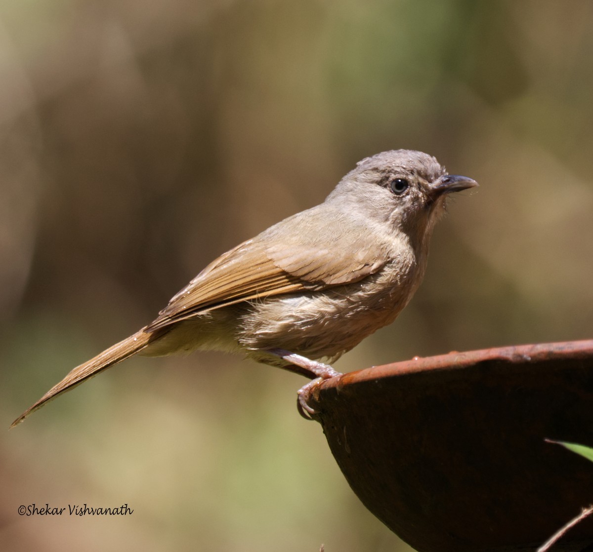 Brown-cheeked Fulvetta - Shekar Vishvanath