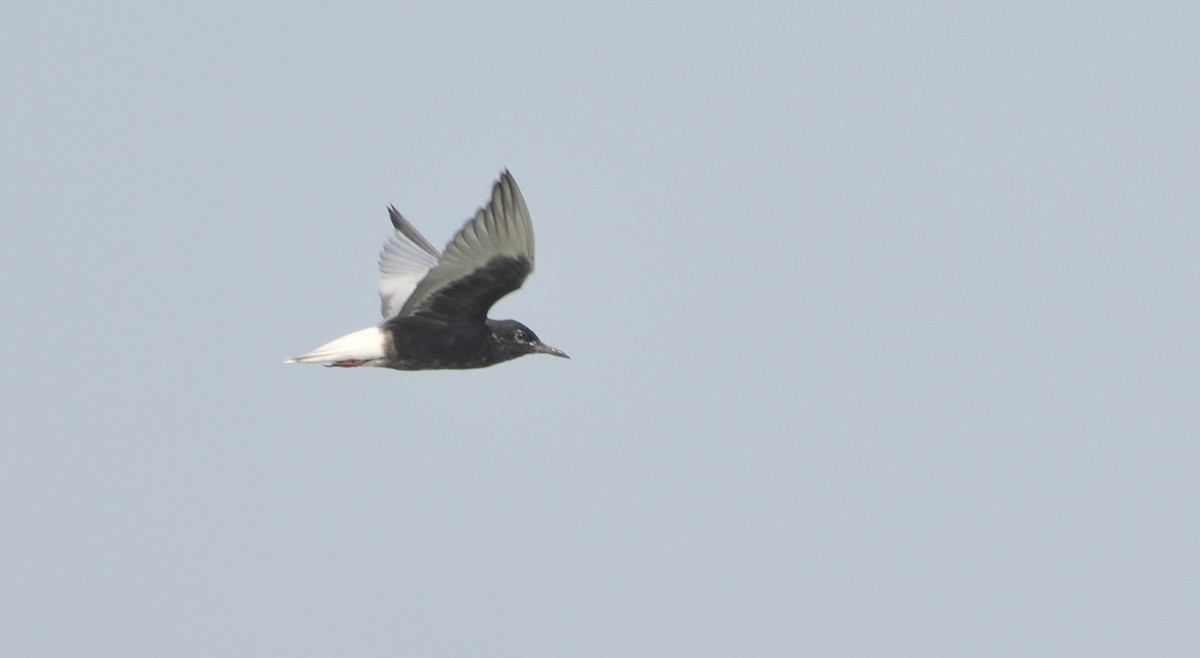 White-winged Tern - Subramniam Venkatramani