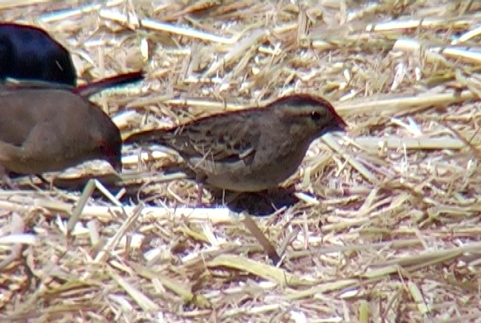 Viuda Senegalesa - ML327467551