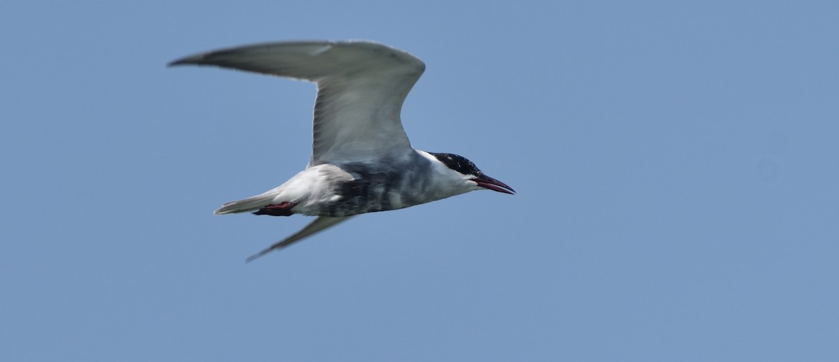 Whiskered Tern - ML327467581