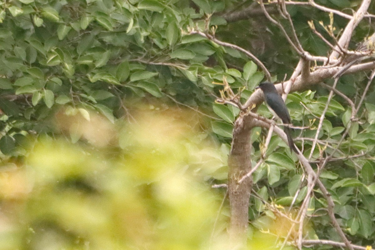 White-bellied Drongo - ML327468081