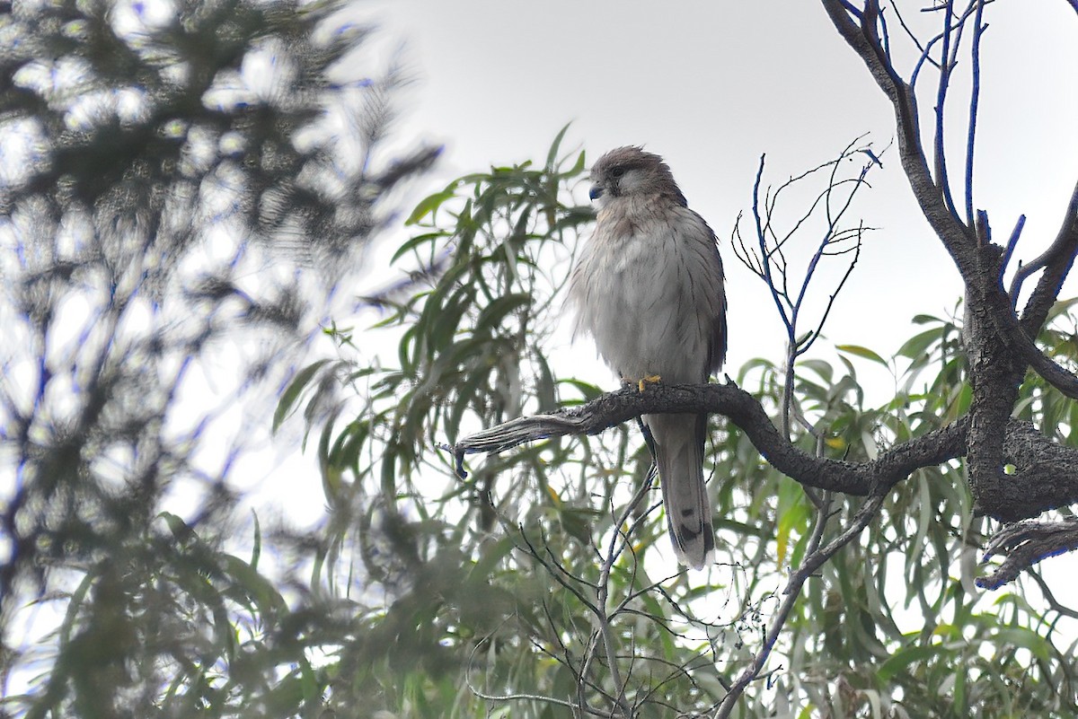 Nankeen Kestrel - ML327468691