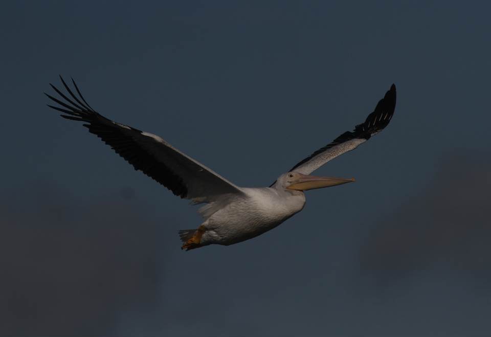 pelikán severoamerický - ML32746901