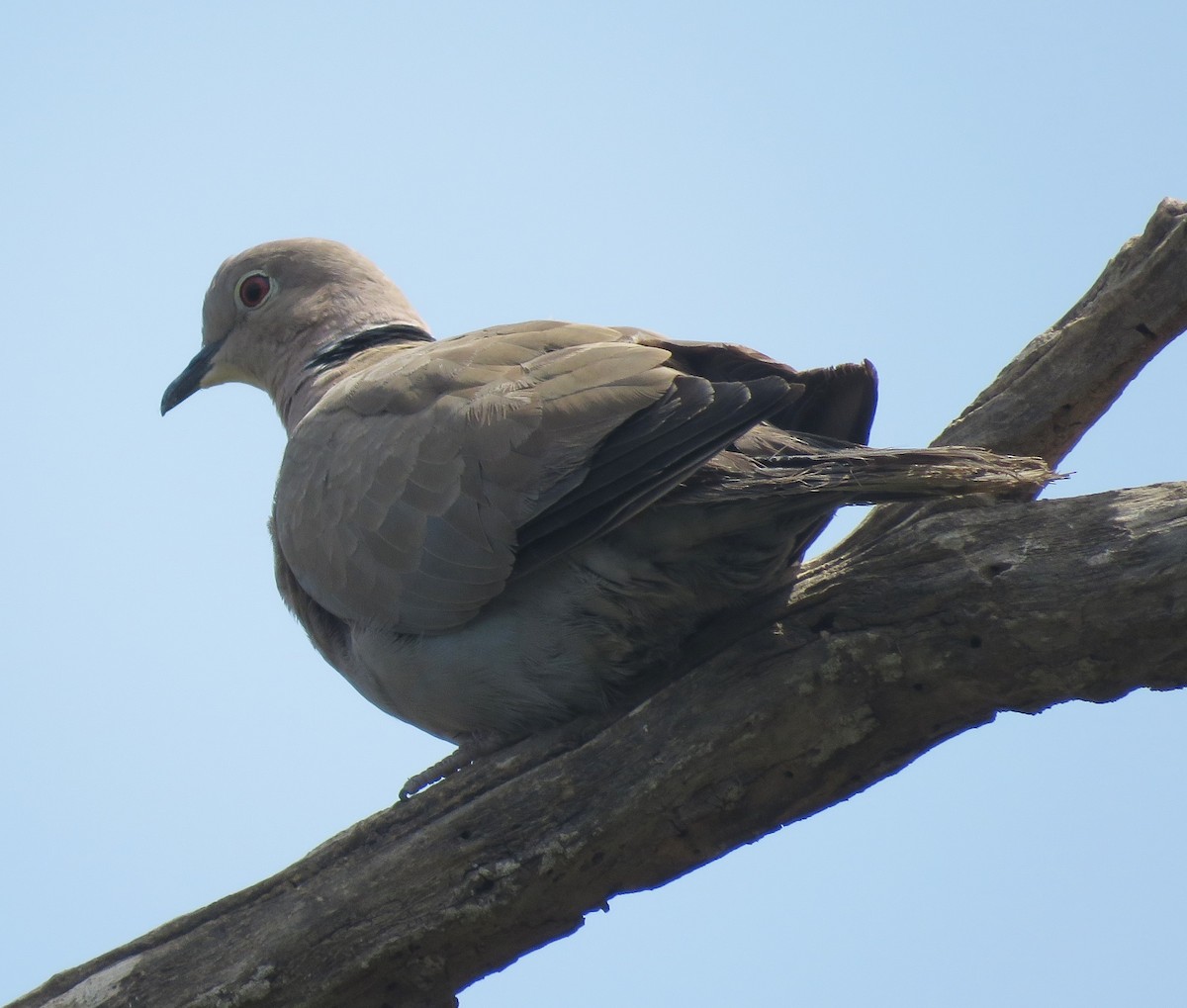 Eurasian Collared-Dove - ML327470761