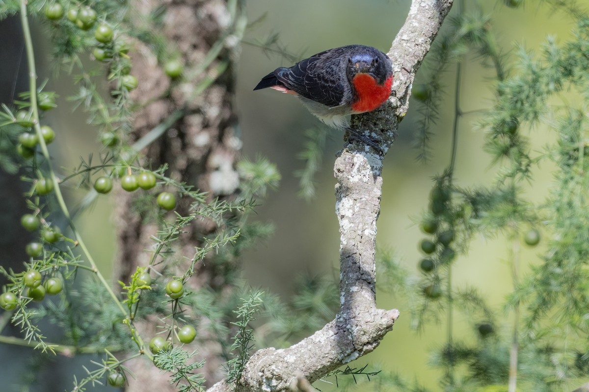 Mistletoebird - Terence Alexander