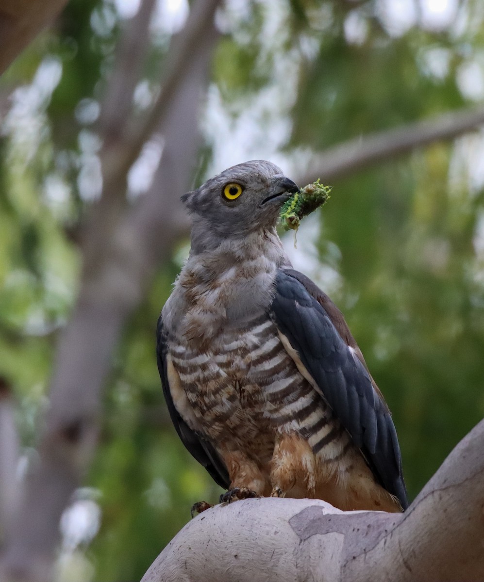Pacific Baza - ML327470951