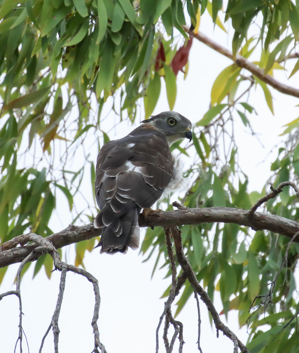 Pacific Baza - ML327470971