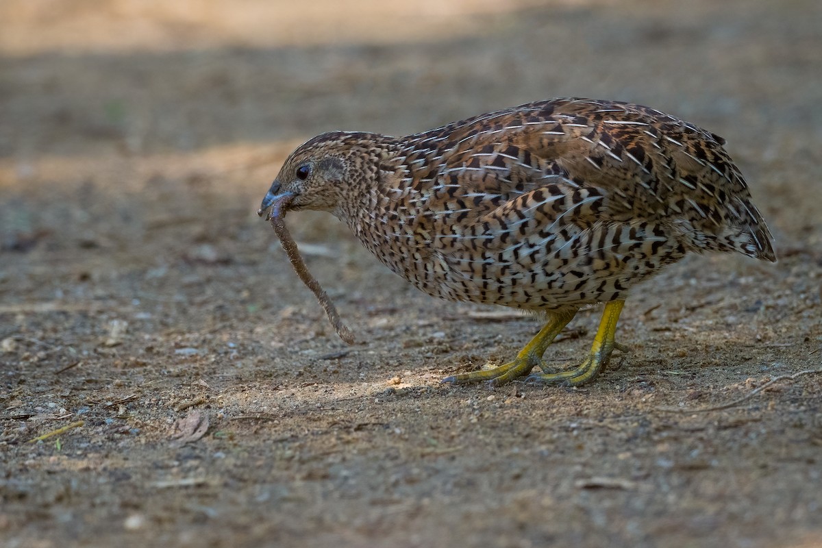 Brown Quail - ML327470991