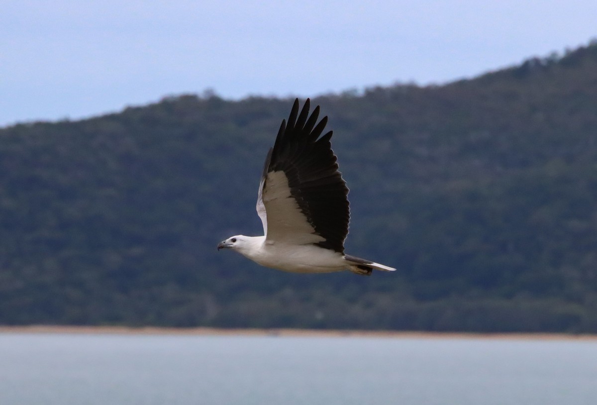 White-bellied Sea-Eagle - ML327471011