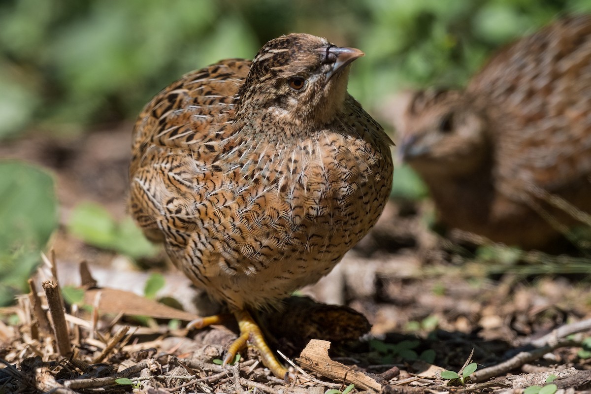 Brown Quail - ML327471051