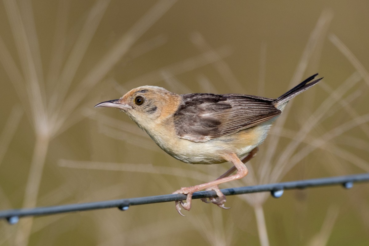 Golden-headed Cisticola - ML327471101