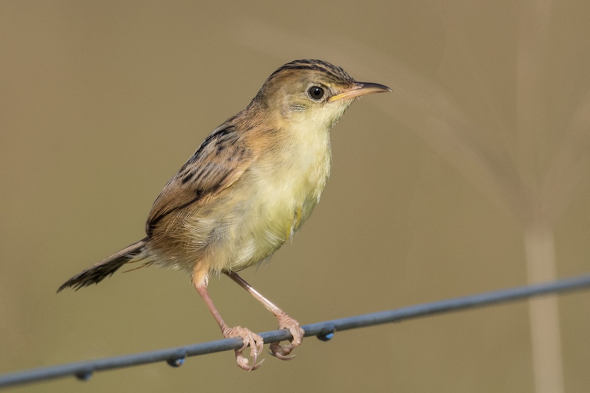 Golden-headed Cisticola - ML327471131