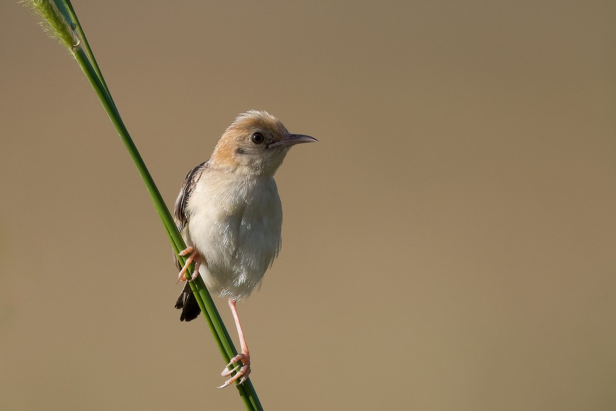 Golden-headed Cisticola - ML327471151