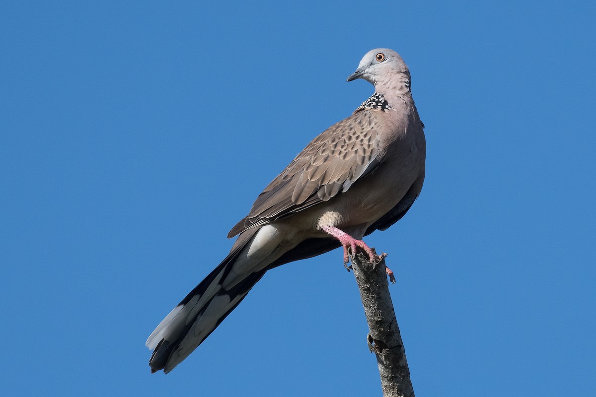 Spotted Dove - ML327471671