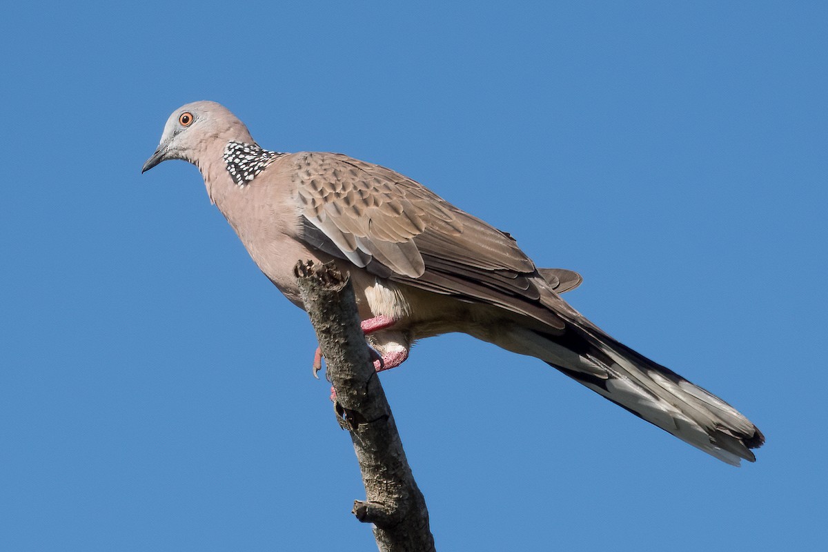 Spotted Dove - Terence Alexander