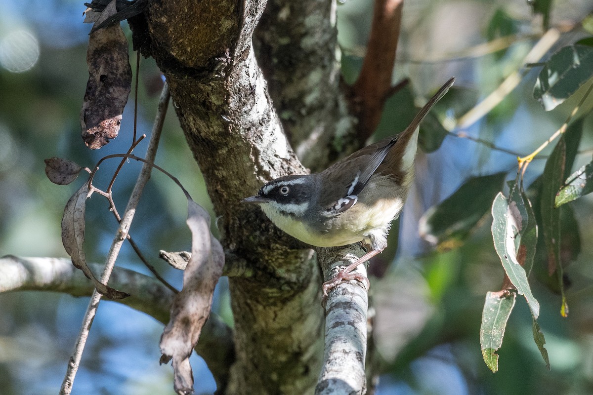 White-browed Scrubwren - Terence Alexander